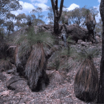 glen innes local aboriginal land council
