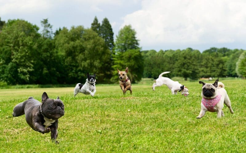 Council Seeks Feedback On Off-Leash Dog Park Location