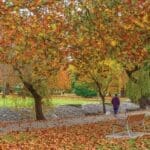 ANZAC Park, Glen Innes